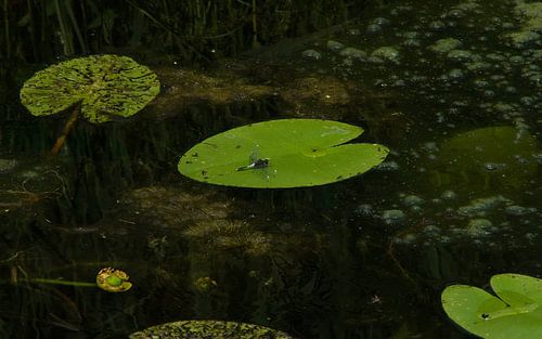 Sierlijke Witsnuitlibel, foto alsof het geschilderd is van Marnix Jonker