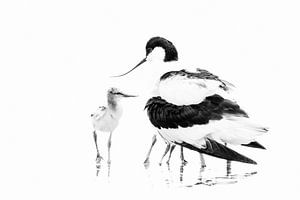 Is there still room under mother's wings