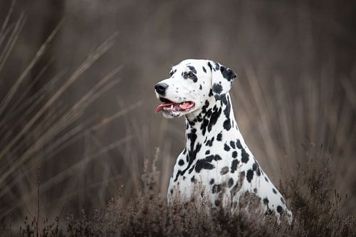 Dalmatian dog between the moors