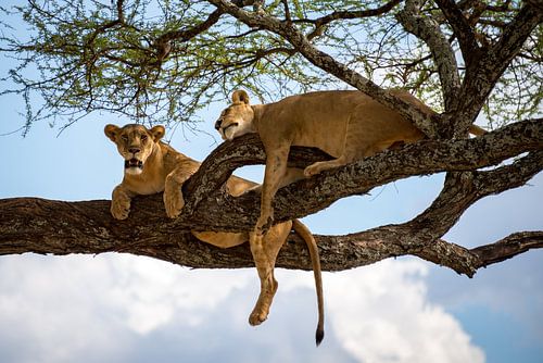 lions paresseux dans l'arbre