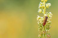 Red weevil beetle by Moetwil en van Dijk - Fotografie thumbnail