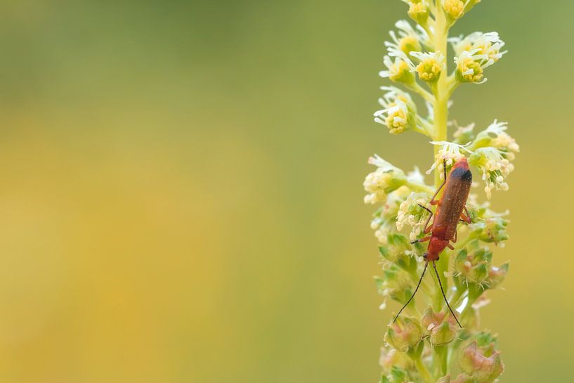Red weevil beetle by Moetwil en van Dijk - Fotografie
