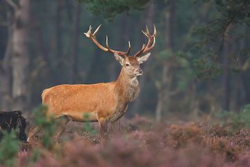 Cerf rouge sur Pim Leijen