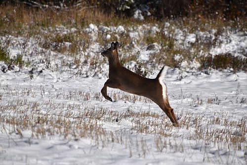 Een jong hert in een gebied