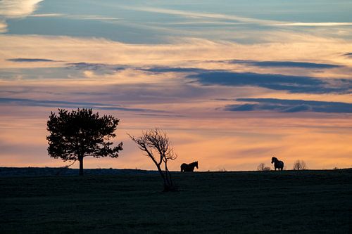 Pferde im Abendlicht