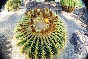 Cactus Garden, Henderson, Nevada, USA