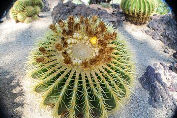 Cactus Garden, Henderson, Nevada, USA by GH Foto & Artdesign
