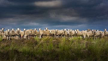 Nieuwsgierige schapen van de Maasduinen van Harold van den Hurk