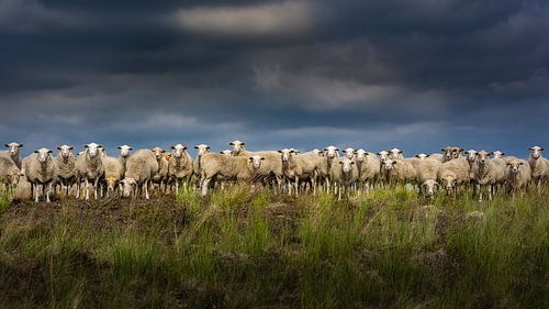 Curious sheep of the Maasduinen