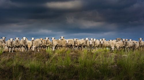 Nieuwsgierige schapen van de Maasduinen