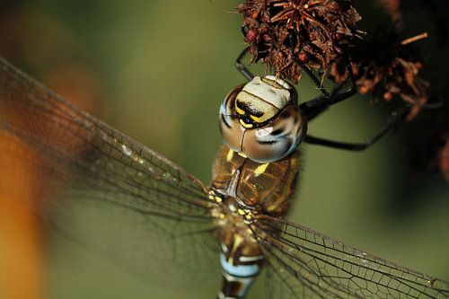 Dragonfly  close-up 