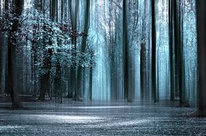 magisch bos van Violetta Honkisz