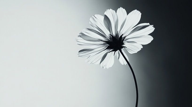 Zacht Zwart Wit Licht van ByNoukk