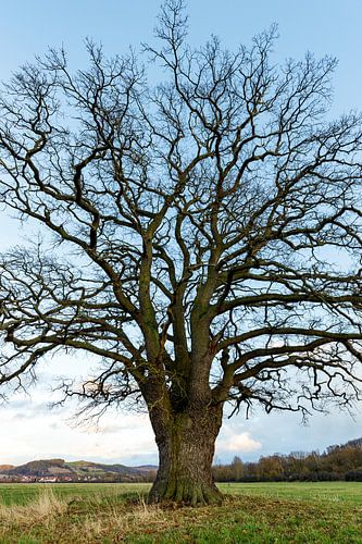 The Thick Oak