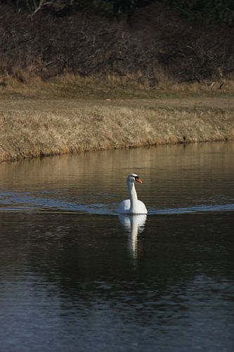 Le lac des cygnes