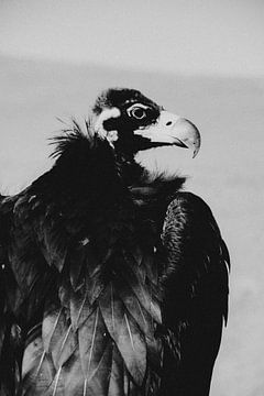 Portrait d'un vautour mongol sur Holly Klein Oonk