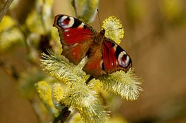 kleurrijke vlinder sur vanetty onderstal