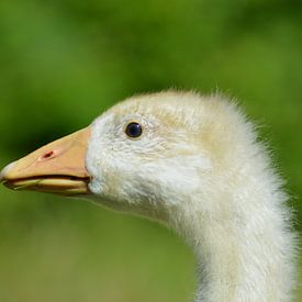 oie bébé sur Natuur_fotograaf_JJ