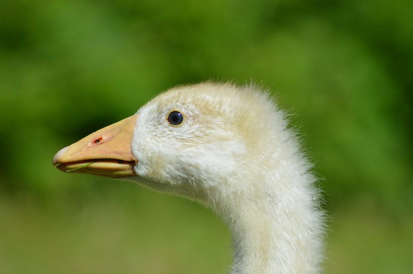 oie bébé par Natuur_fotograaf_JJ