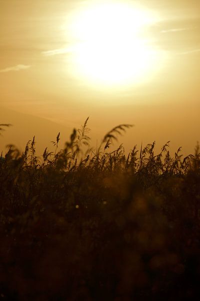 Aufgehende Sonne über dem Schilf in Het Waterrijk. von Jurjen Jan Snikkenburg