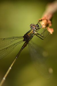 Libelle groen macro