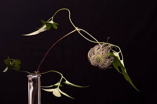 clamatis with black background