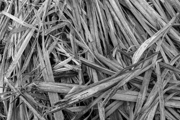 Crisscross von Jan Koppelaar Fotografie