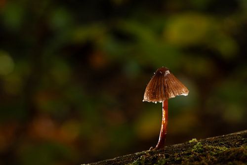 A lone Mycena mushroom in a magical forest! by C'est la Vie de Jurgen