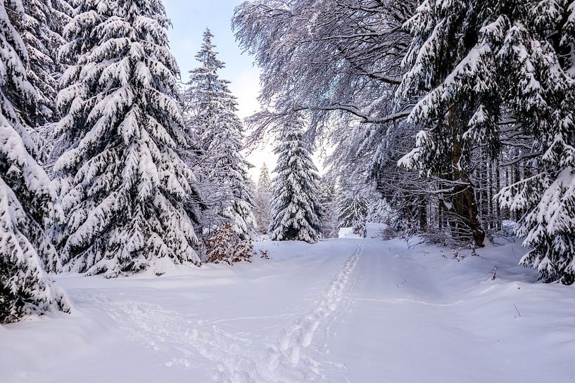 Cross-country skiing in the snowy Thuringian Forest near Floh-Seligenthal - Thuringia - Germany by Oliver Hlavaty