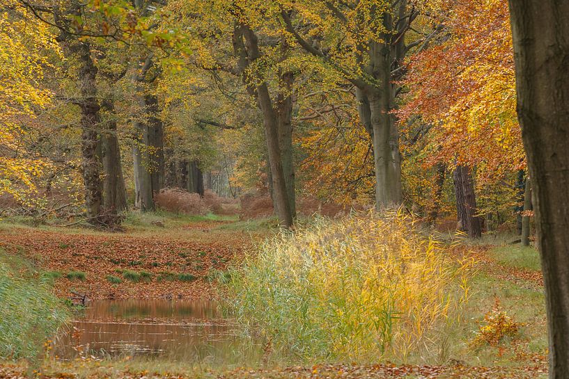 Herfst von Menno Schaefer