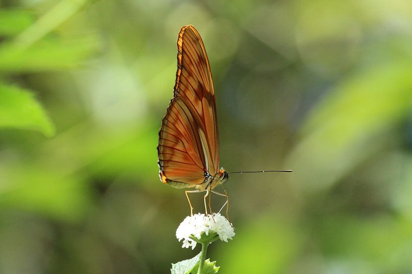 Oranje vlinder op bloem von Berg Photostore