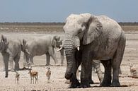 Wildlife in Etosha von Dirk Rüter Miniaturansicht