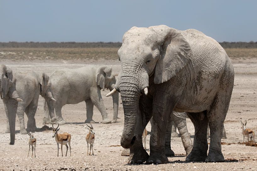 Wildlife in Etosha by Dirk Rüter