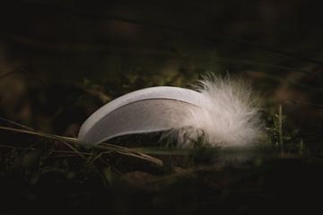 White feather forest dark & moody van Sandra Hazes