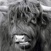 Scottish Highlander