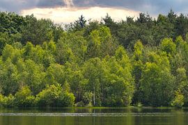 Landscape forest and more
