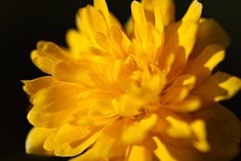 Gros plan sur la fleur jaune sur Marieke Funke