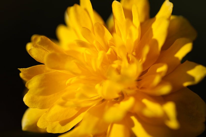 Gelbe Blume in Nahaufnahme von Marieke Funke