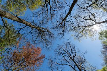 Bos met blauwe lucht bomen in diverse kleuren en zon in het voorjaar van Tonko Oosterink