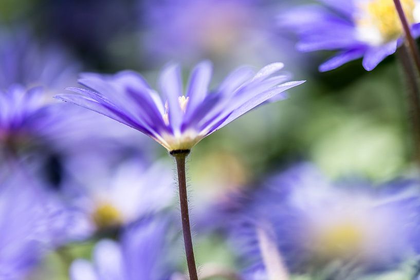 Anemone Blanda by Henk Verheyen