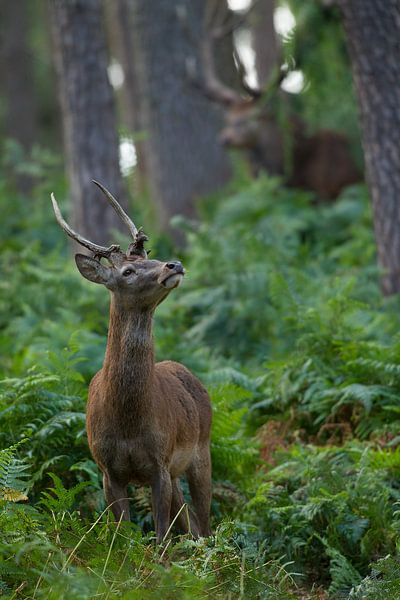 Bronstig Edelhert in boslandschap met varens van Jeroen Stel