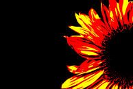 Zonnebloem van Leo de Graaf thumbnail
