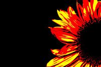 Zonnebloem