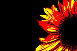 Sonnenblume von Leo de Graaf