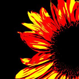 Sonnenblume von Leo de Graaf
