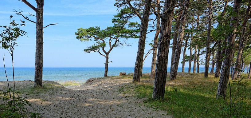 To the Beach by Gisela Scheffbuch