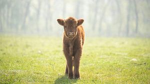 Schottisches Highlander-Baby...