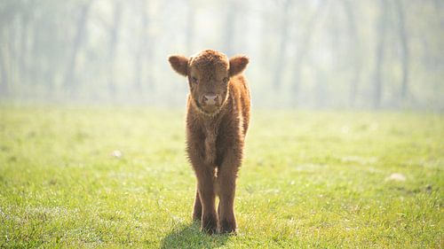 Schotse Hooglander baby...