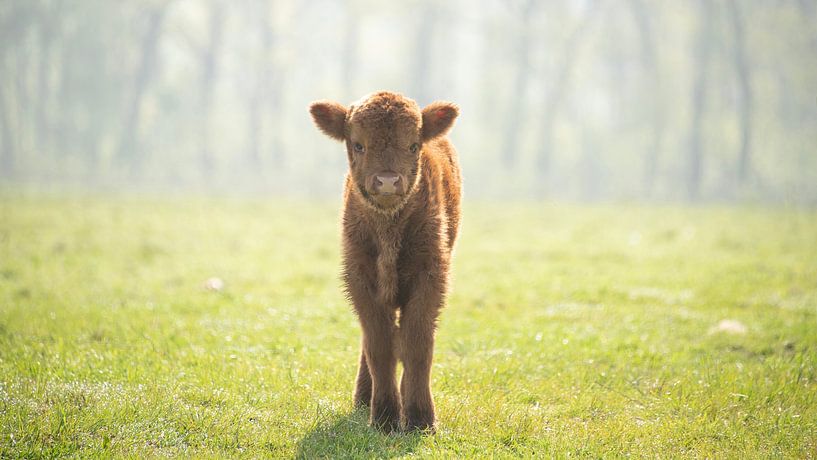 Bébé Highlander écossais... par Ans Bastiaanssen