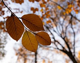 The colour of autumn by Marloes ten Brinke